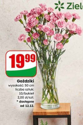 Goździki promocja w Dino