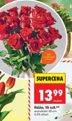 Róża, 15 szt., wysokość 35 cm promocja w Biedronka
