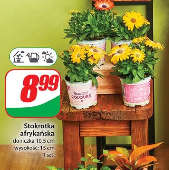 Stokrotka afrykańska promocja w Dino
