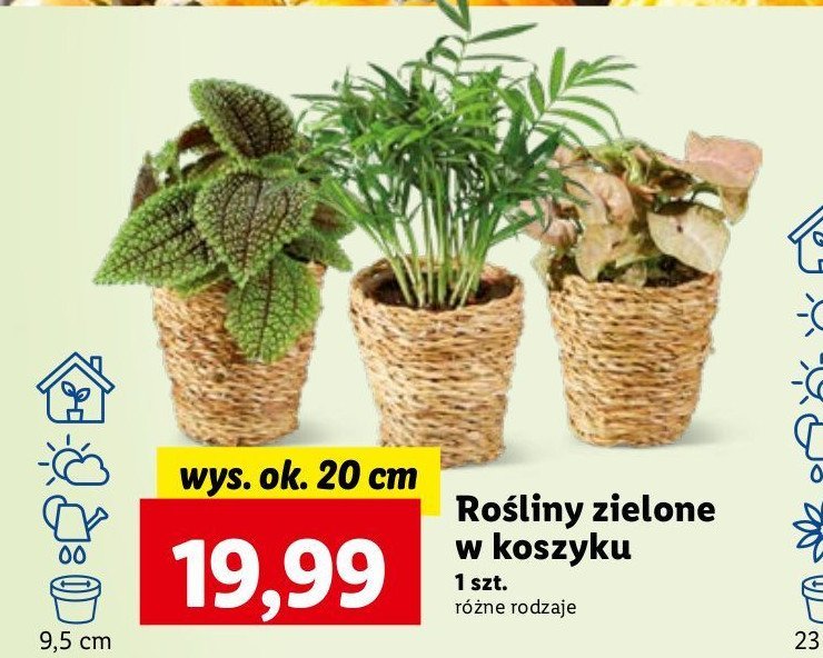 Roślina zielona w koszyku 9.5 cm promocja