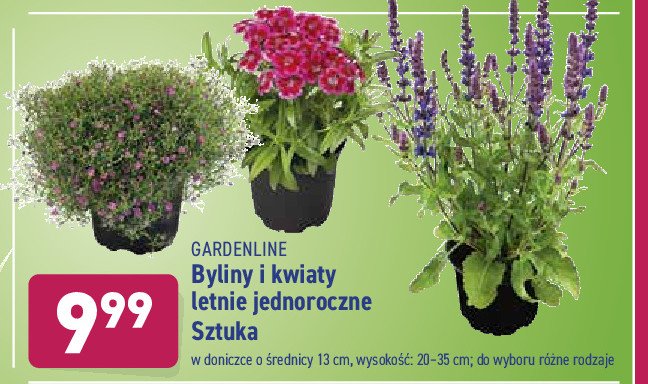 Kwiat letni jednoroczny promocja