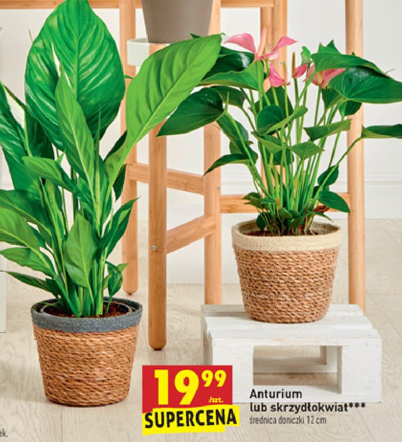 Anturium w donicy śr. 12 cm promocja