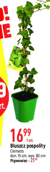 Bluszcz pospolity Clematis promocja