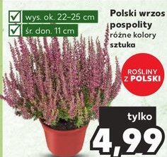 Wrzos pospolity 11 cm promocja