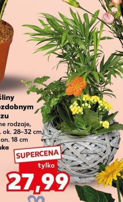 Rośliny w ozdobnym koszu różne rodzaje promocja w Kaufland
