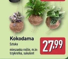 Sukulent promocja