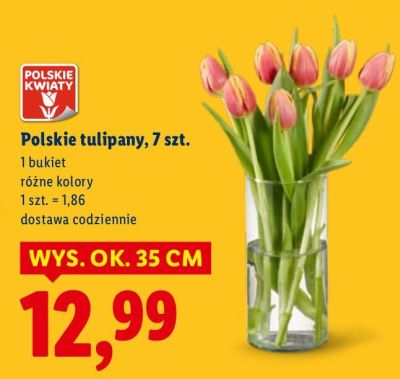 Polskie tulipany, 7 szt. różne kolory promocja w Lidl