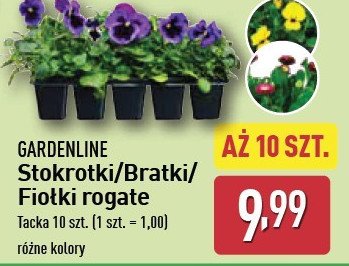 Bratki GARDEN LINE promocja