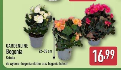 Begonia  promocja w Aldi