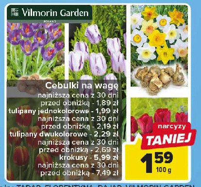 Cebulki tulipanów dwukolorowych Vilmorin garden promocja