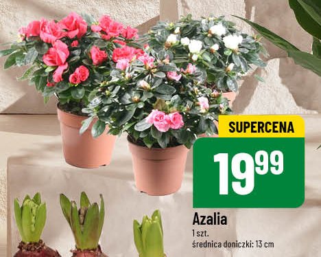 Azalia 13 cm promocja w POLOmarket