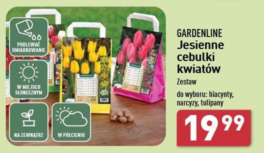 Cebulki hiacyntów GARDEN LINE promocja