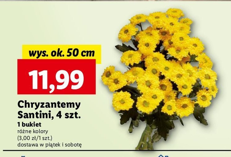 Chryzantemy santini promocja