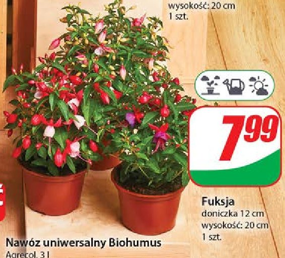 Fuksja 12 cm promocja w Dino