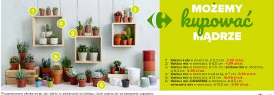 Kaktus kula 5.5 cm promocja