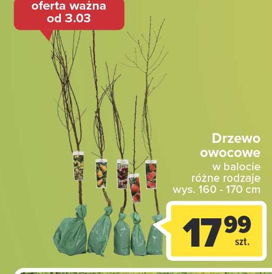 Drzewo owocowe w balocie grusza 160-170 cm promocja