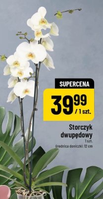 Storczyk dwupędowy promocja w POLOmarket