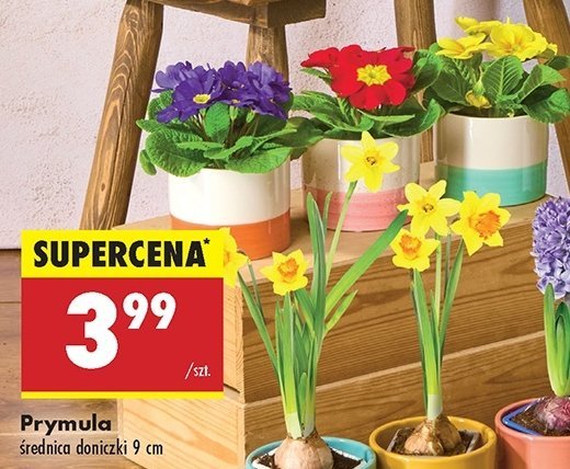 Prymula promocja