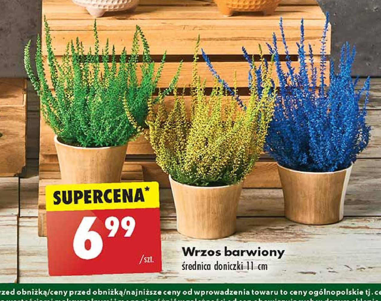 Wrzos barwiony promocja