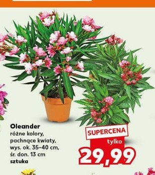 Oleander don. 13 cm promocja