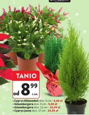Cyprys Ellwoodii don. 9 cm promocja w Intermarche