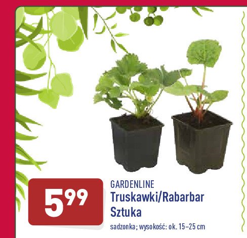 Rabarbar w doniczce GARDEN LINE promocja