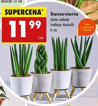 Sansevieria don. 6 cm promocja
