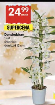 Dendrobium promocja w Delikatesy Centrum