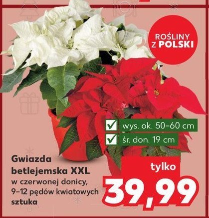 Gwiazda betlejemska don. 19 cm promocja w Kaufland