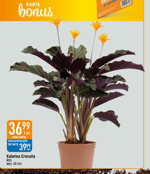 Kalatea crocata 40 cm Rim kowalczyk promocja