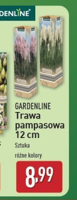 Trawa pampasowa GARDEN LINE promocja