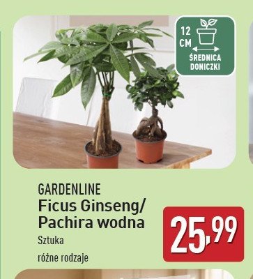 Pachira promocja w Aldi