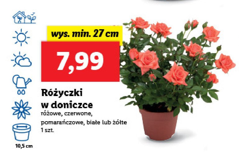 Różyczki w doniczce 27 cm czerwone promocje