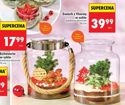 Echeveria w szkle, średnica doniczki 12 cm promocja w Biedronka