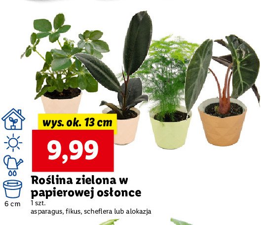 Fikus wys. 13 cm promocja