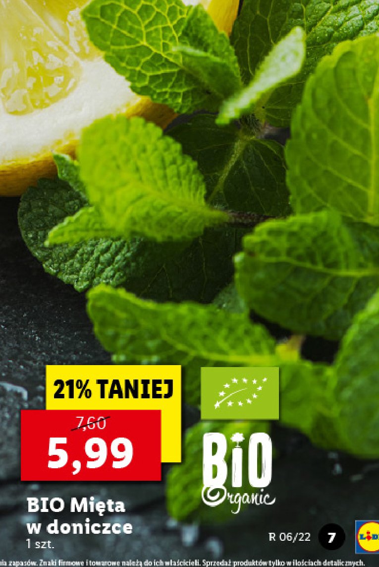 Mi臋ta w doniczce Bio organic promocja