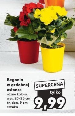 Begonia kwitnąca w ceramicznej osłonce 9 cm promocja