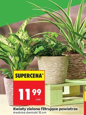 Kwiaty zielone filtrujące powietrze promocja w Biedronka