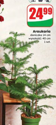 Araukaria promocja w Dino