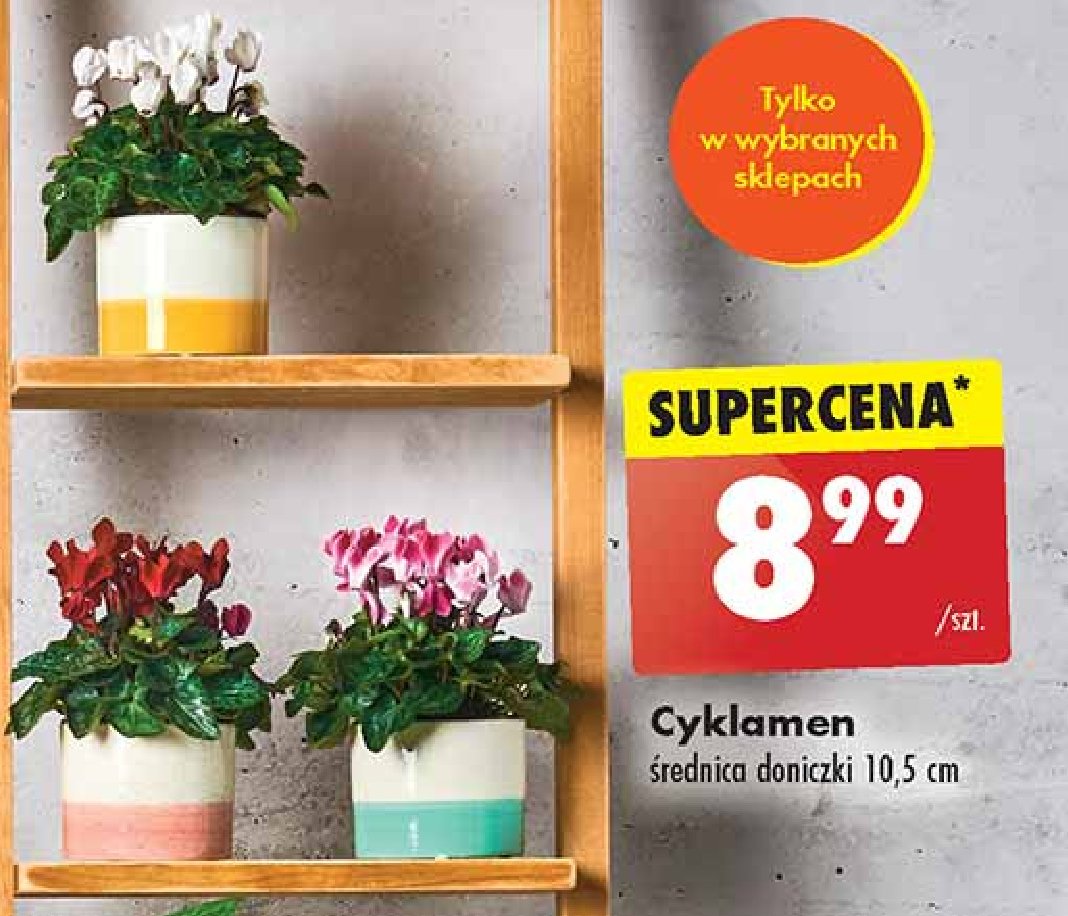 Cyklamen 艣r. don. 10.5 cm promocja