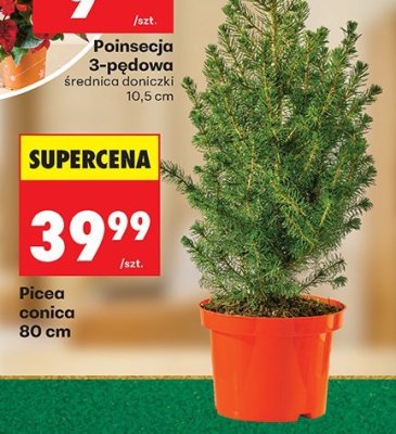 Picea conica 80 cm promocja w Biedronka