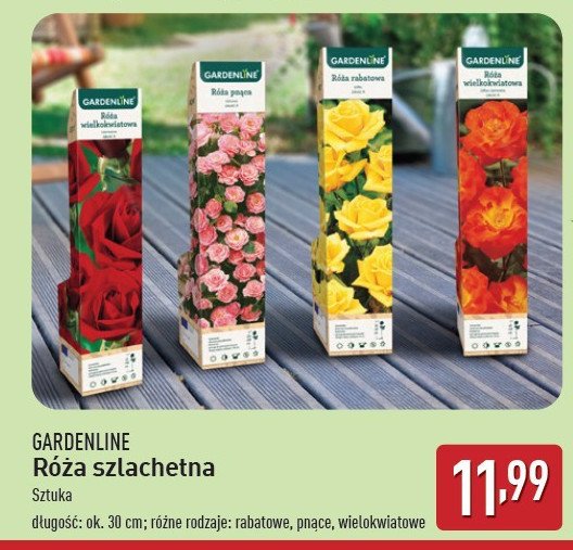 Roża pnąca GARDEN LINE promocja