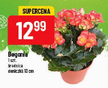 Begonia don. 13 cm promocje