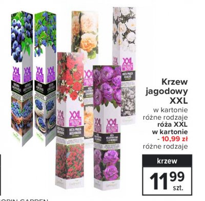 R贸偶a lila wunder promocja