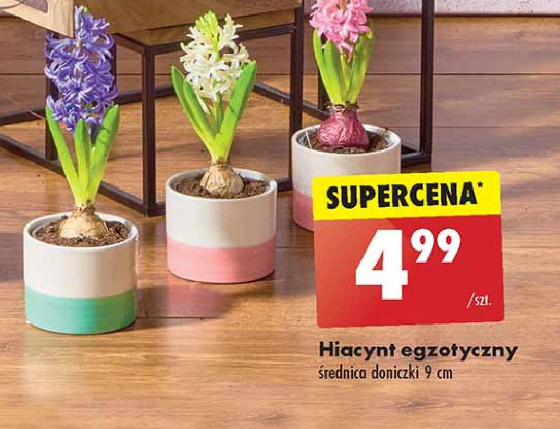 Hiacynt egzotyczny promocja w Biedronka