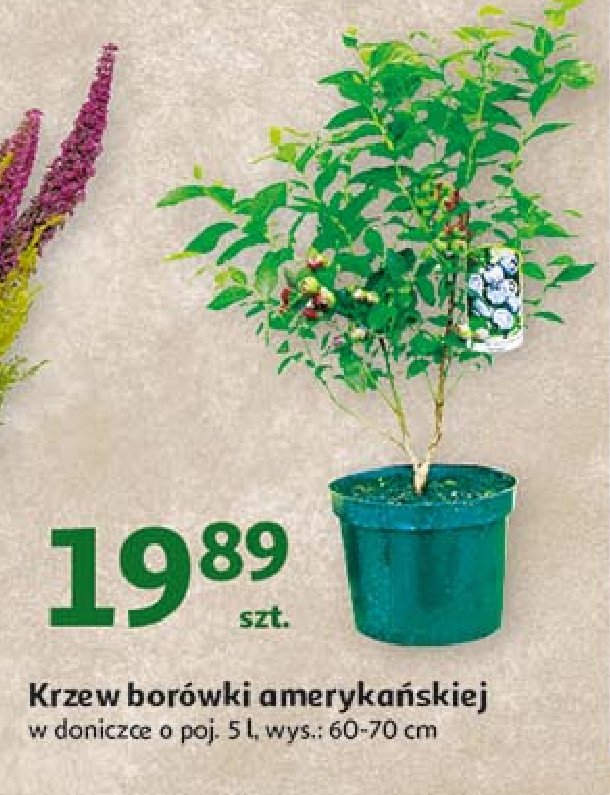 Krzewy owocowe bor贸wka ameryka艅ska promocja