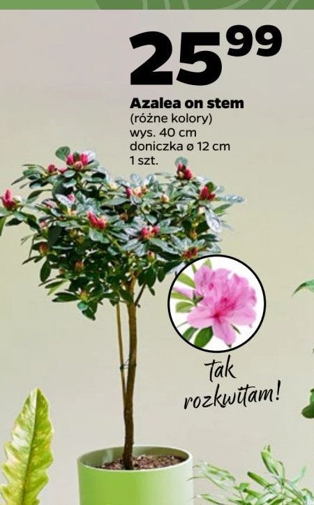 Azalea promocja