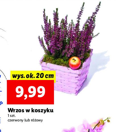Wrzos w koszyku czerwony promocja