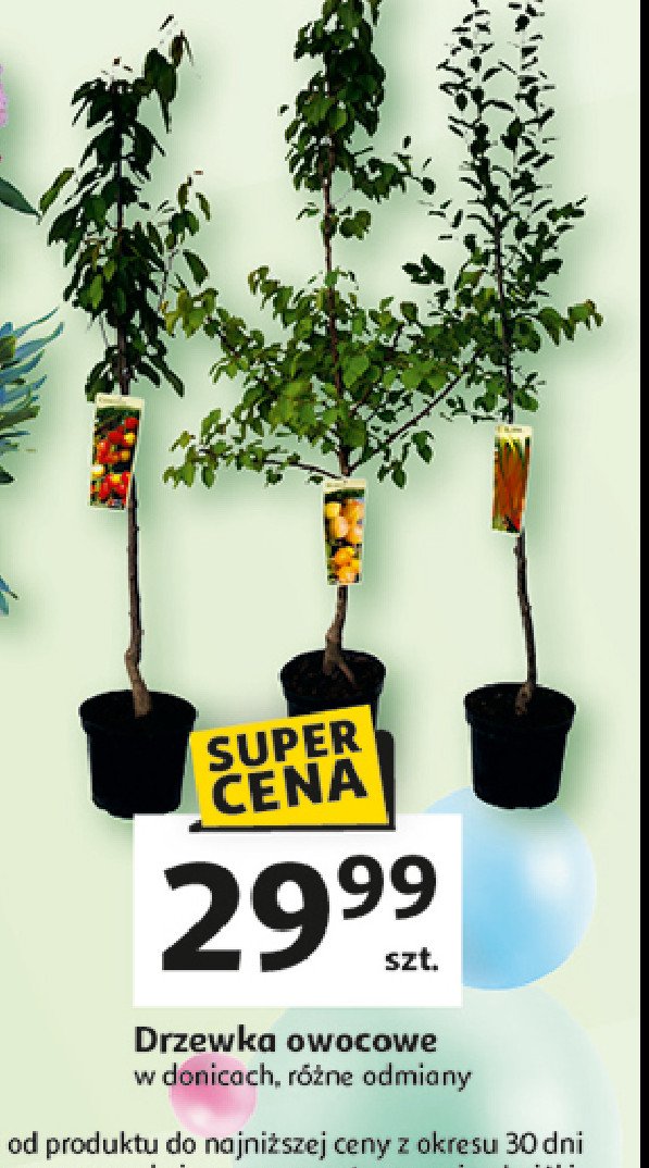 Drzewa owocowe promocja