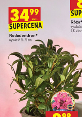 Rododendron w donicy wys. 50 - 70 cm promocja